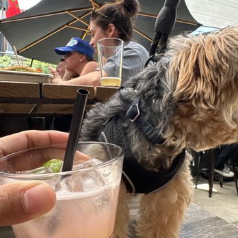 Mayer’s Garden - Honestly love the mock tail and dog friendly vibes! - New American Near Me - Dallas, Texas