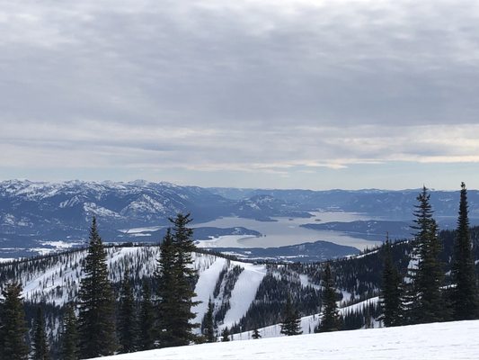 Schweitzer by null