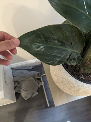 Dahing Plants & Landscaping by null