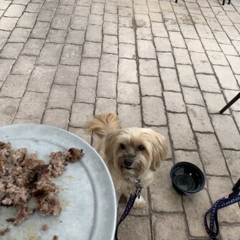 Mellow Mushroom Williamsburg - They cooked a hamburger for my dog to eat! - Bars Near Me - Williamsburg, Virginia Mellow Mushroom Williamsburg - They cooked a hamburger for my dog to eat! - Bars Near Me - Williamsburg, Virginia