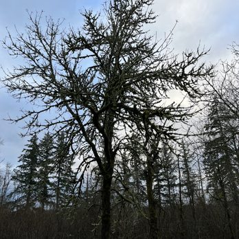 Marymoor Park - Happy mossy tree - Parks Near Me - Redmond, Washington