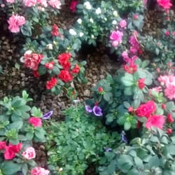 El Pila - Hay flores de todo tipo y de todos los tamaños, ene esta foto están las Azaleas.