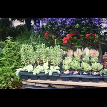 Poway Farmers Market - Flowers & plants - Farmers Market Near Me - Poway, California Poway Farmers Market - Flowers & plants - Farmers Market Near Me - Poway, California