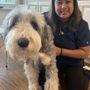 Let's Movet Mobile Veterinary Care