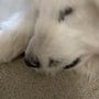Lucia's Pet Care