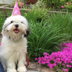 Whiskers Pet Sitting/Dog Walking Service, LLC