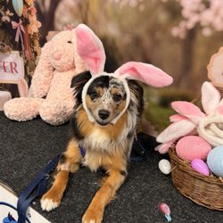 Bratty Paws Dog Plex - Quigley in his bunny suite.