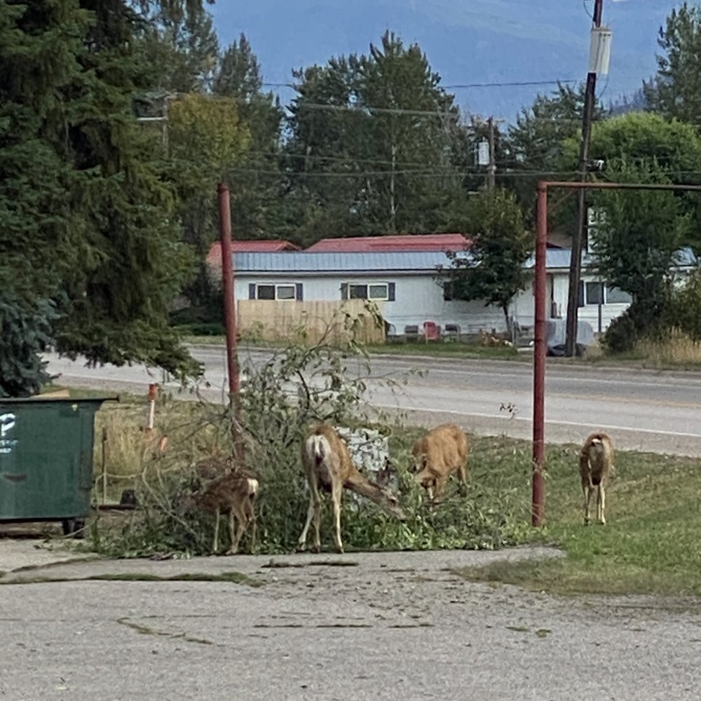 Dew Duck Inn - Hotels Near Me - Plains, Montana Dew Duck Inn - Hotels Near Me - Plains, Montana