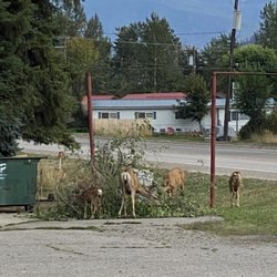 Dew Duck Inn