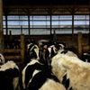 Brunton Dairy gift card