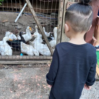 Fairbank Animal Farm - Ducks - Farmers Market Near Me - Edmonds, Washington