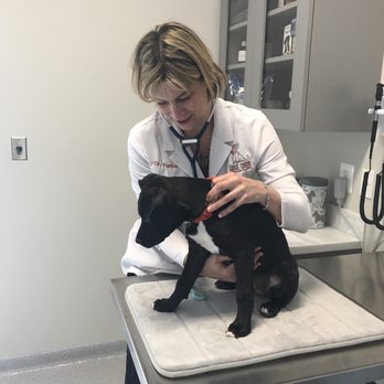 Goose Creek Veterinary Hospital - Veterinarians Near Me - Ashburn, Virginia