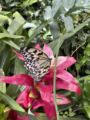 Butterfly Biosphere by null