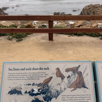 Bird Rock - Beaches Near Me - Pebble Beach, California