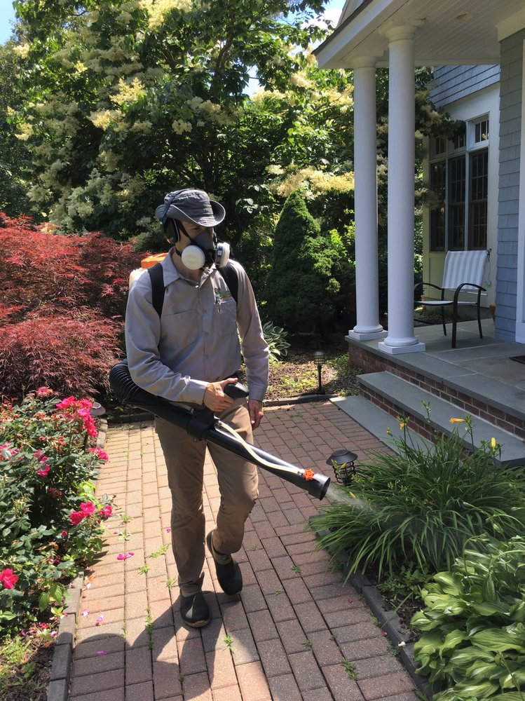 GREEN MOSQUITO Updated May 2024 Carlisle, Massachusetts Pest