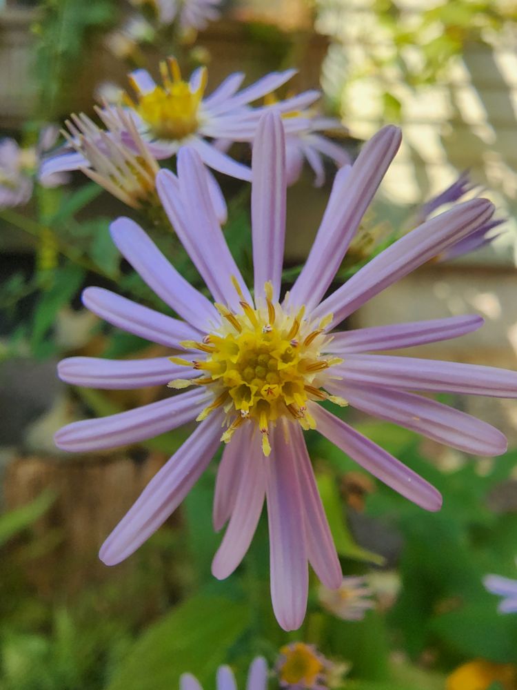 TOP NOTCH GARDENING AND SNOW REMOVAL 523 W Liberty St, Ann Arbor, Michigan Snow Removal