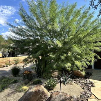Three Trees Service - Before palo verde - Tree Services Near Me