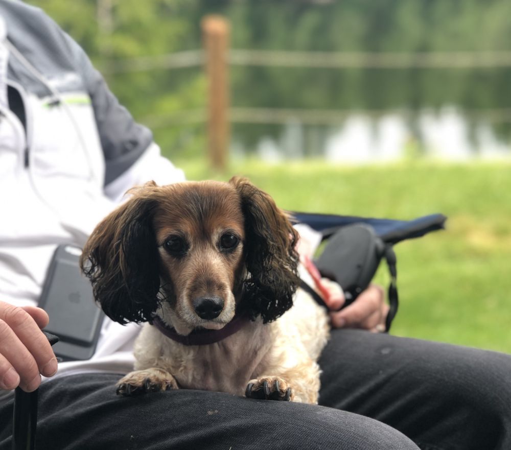 SUMMIT VETERINARY REFERRAL CENTER 22 Photos & 197 Reviews