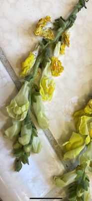 Stems Florist by null