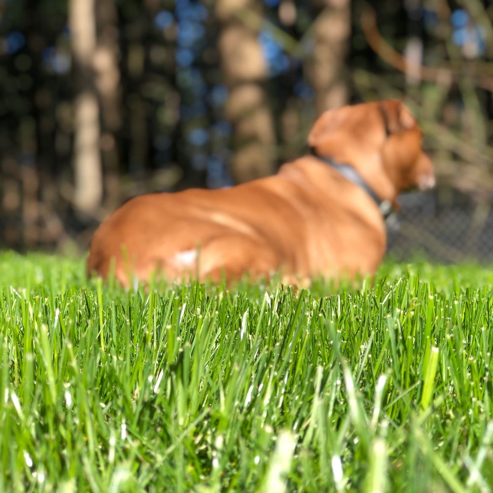 Pro Time Lawn Seed - Nurseries & Gardening Near Me - Portland, Oregon Pro Time Lawn Seed - Nurseries & Gardening Near Me - Portland, Oregon