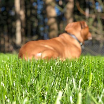 Pro Time Lawn Seed - Nurseries & Gardening Near Me - Portland, Oregon Pro Time Lawn Seed - Nurseries & Gardening Near Me - Portland, Oregon