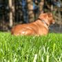 Photo of Pro Time Lawn Seed