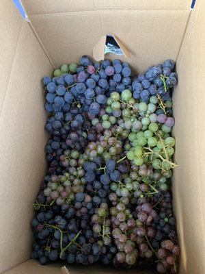 Jerome's U-Pick Fruit Farm by null