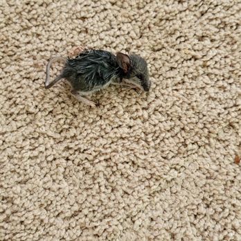 RodentX Wildlife Control - Pest Control Near Me - Penn Yan, New York RodentX Wildlife Control - Pest Control Near Me - Penn Yan, New York