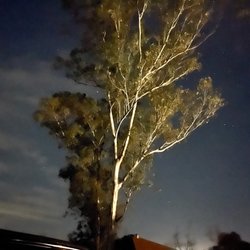 Dos Picos County Park - Eucalyptus beauty against the night sky.