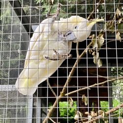 Birdworld Attractions - Sulphur Crested Cockatoo
