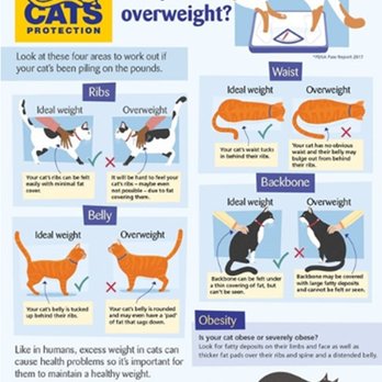The Purrfect Cat - Is your cat overweight? Check out this pictorial! - Pet Training Near Me The Purrfect Cat - Is your cat overweight? Check out this pictorial! - Pet Training Near Me