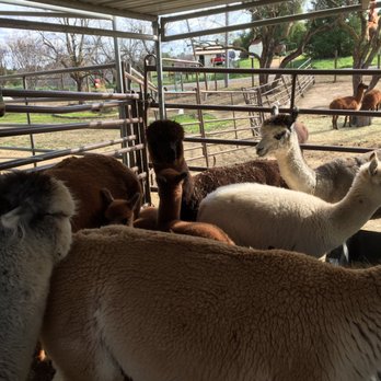 Menagerie Hill Ranch - Tours Near Me - Vacaville, California Menagerie Hill Ranch - Tours Near Me - Vacaville, California