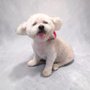 Barktastic Cuts Grooming