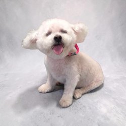 Barktastic Cuts Grooming