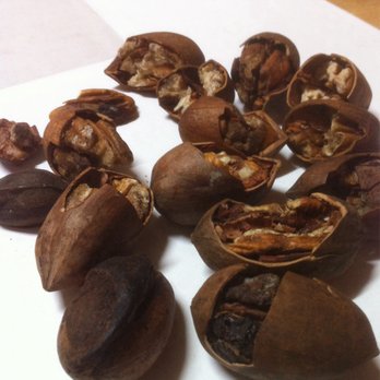 Sasnett Fruits & Nuts - Sample of the many poor quality pecans and poor quality cracking. - Fruits & Veggies Near Me - Byron, Georgia Sasnett Fruits & Nuts - Sample of the many poor quality pecans and poor quality cracking. - Fruits & Veggies Near Me - Byron, Georgia