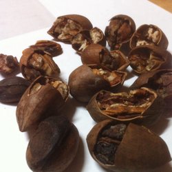 Sasnett Fruits & Nuts - Sample of the many poor quality pecans and poor quality cracking.
