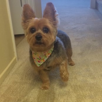 Dirty Paws Grooming Spa - Cricket with her fresh groom and fancy bandanna from Dirty Paws! - Pet Groomers Near Me - Temecula, California