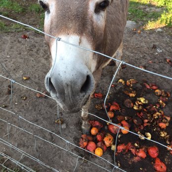 Georgia Peach World - Donkey. - Specialty Food Near Me - Townsend, Georgia