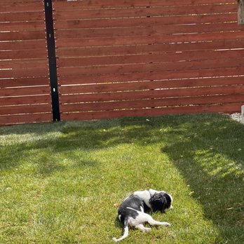 Dante's Native Landscape Services - dog enjoying the new backyard - Landscaping Near Me Dante's Native Landscape Services - dog enjoying the new backyard - Landscaping Near Me
