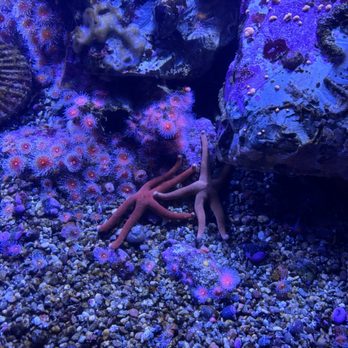 Monterey Bay Aquarium - Aquariums Near Me - Monterey, California Monterey Bay Aquarium - Aquariums Near Me - Monterey, California