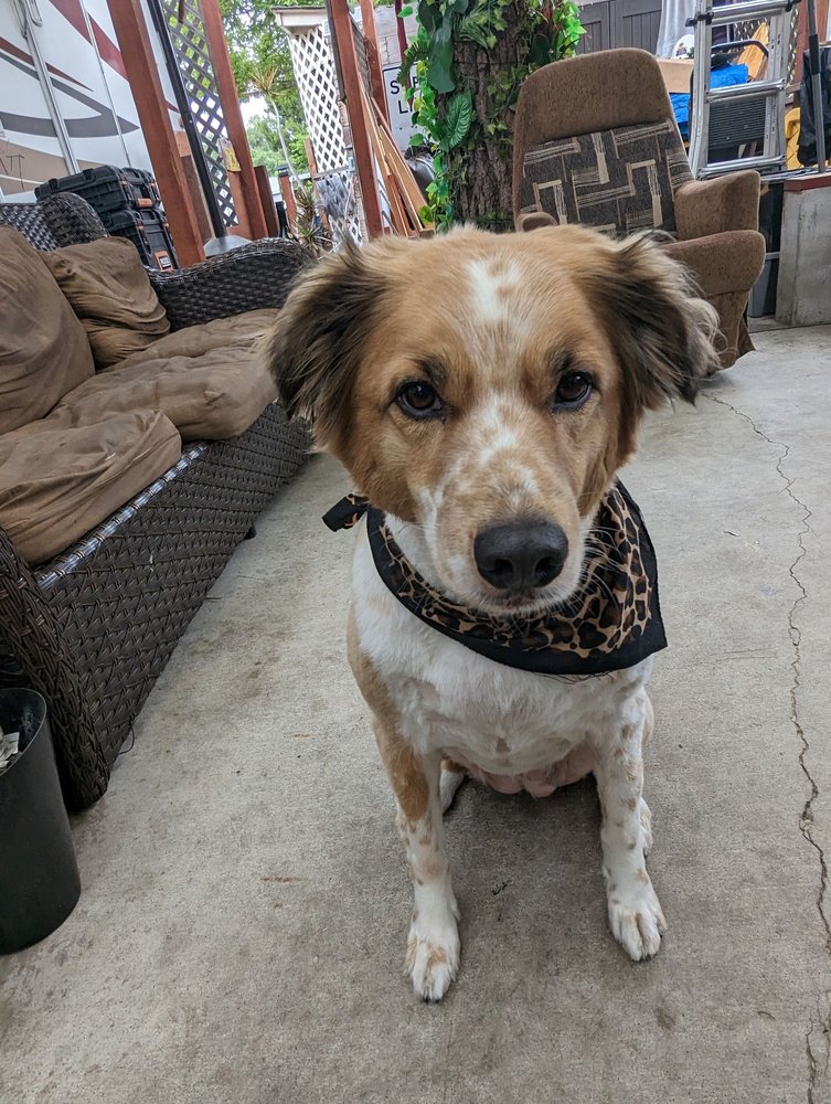 RITA’S DOG GROOMING 64 Photos Hemet, California Pet Groomers