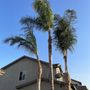 Mejia’s Tree service