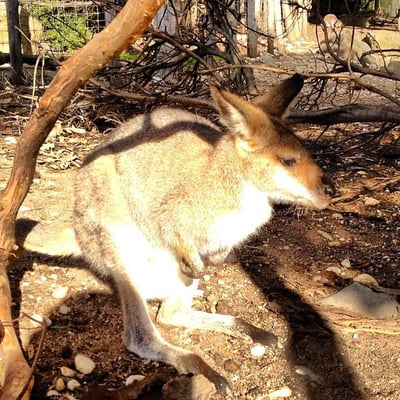 Melbourne Zoo by null
