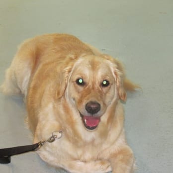 CNY Groomers - Pet Groomers Near Me - Clay, New York CNY Groomers - Pet Groomers Near Me - Clay, New York