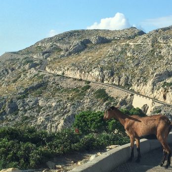 Cap de Formentor - Ziegen gibt's auch - Public Services & Government Near Me - Capdepera, PM