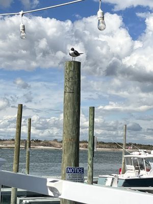 The Buoy Bar by null
