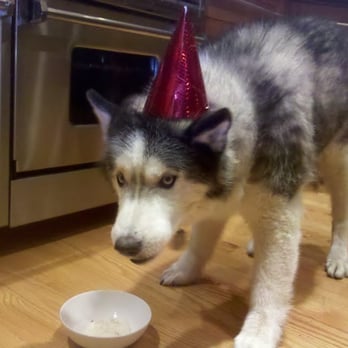 Maggie's Doghouse - Do I look 98 years old in human years? - Pet Stores Near Me - Hingham, Massachusetts Maggie's Doghouse - Do I look 98 years old in human years? - Pet Stores Near Me - Hingham, Massachusetts