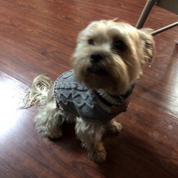 Groom To Bloom - Pet Groomers Near Me - Los Angeles, California