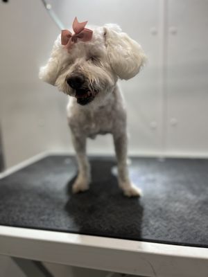 The Art Of Pet Styling