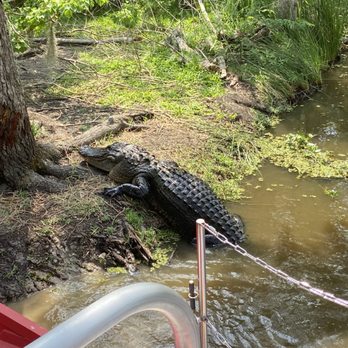 Airboat Adventures - A big boy! - Boat Tours Near Me - Lafitte, Louisiana Airboat Adventures - A big boy! - Boat Tours Near Me - Lafitte, Louisiana